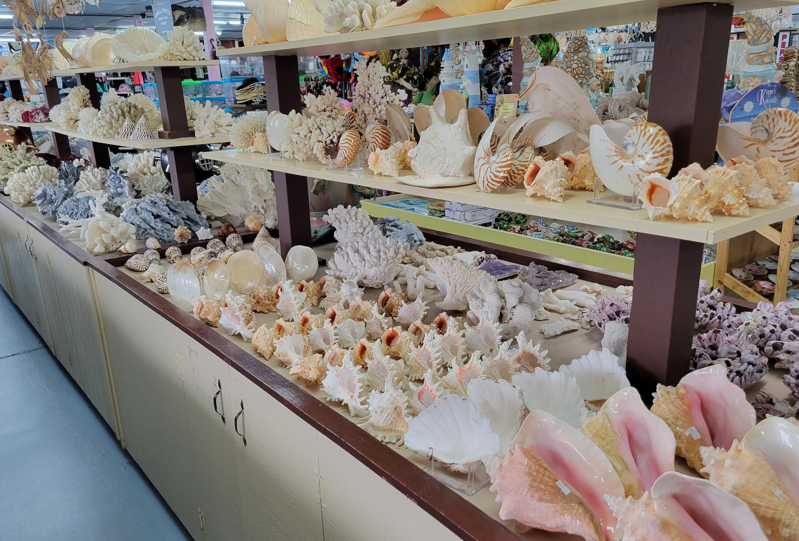 Shell Port Hermit Crabs and Gifts