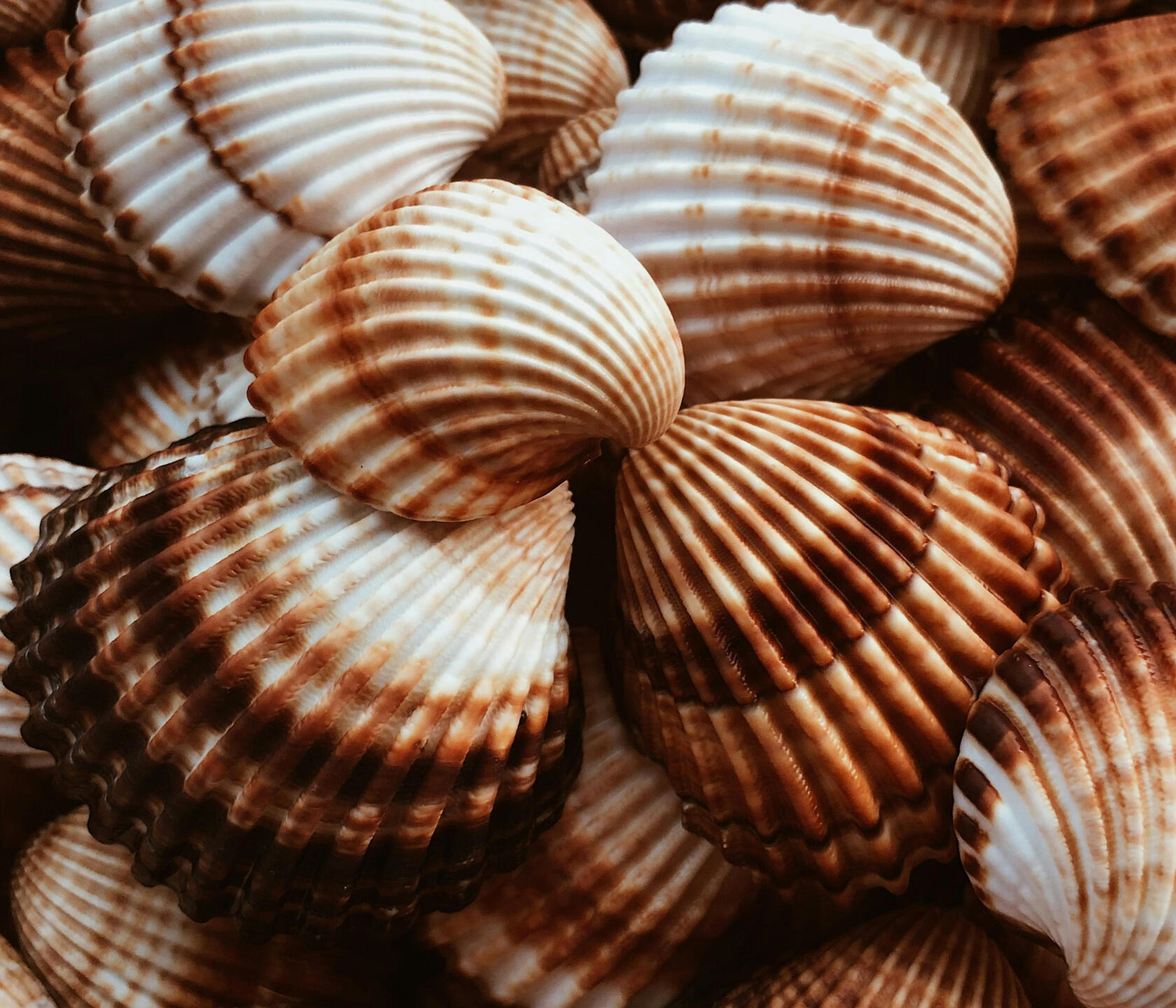 shells