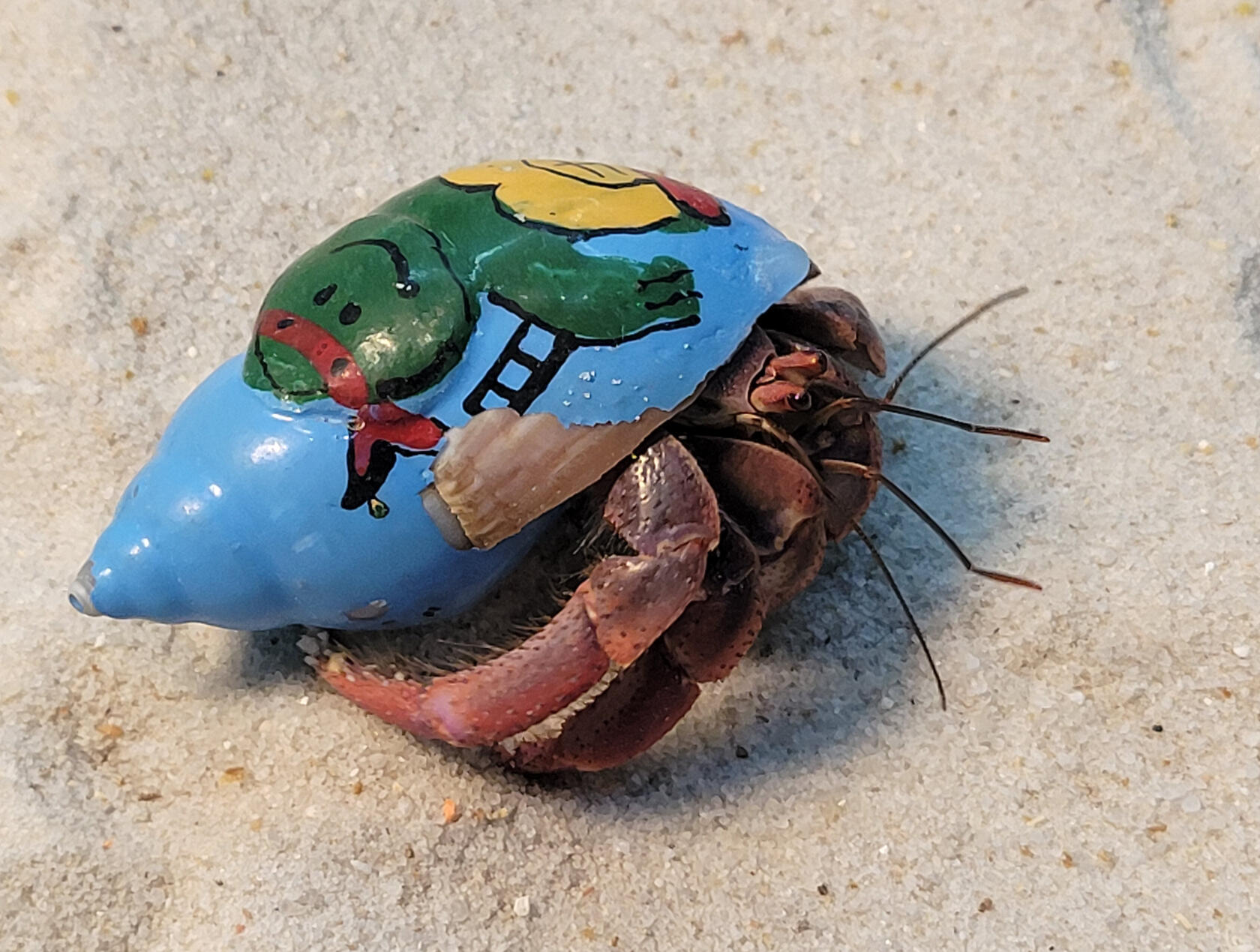 crab