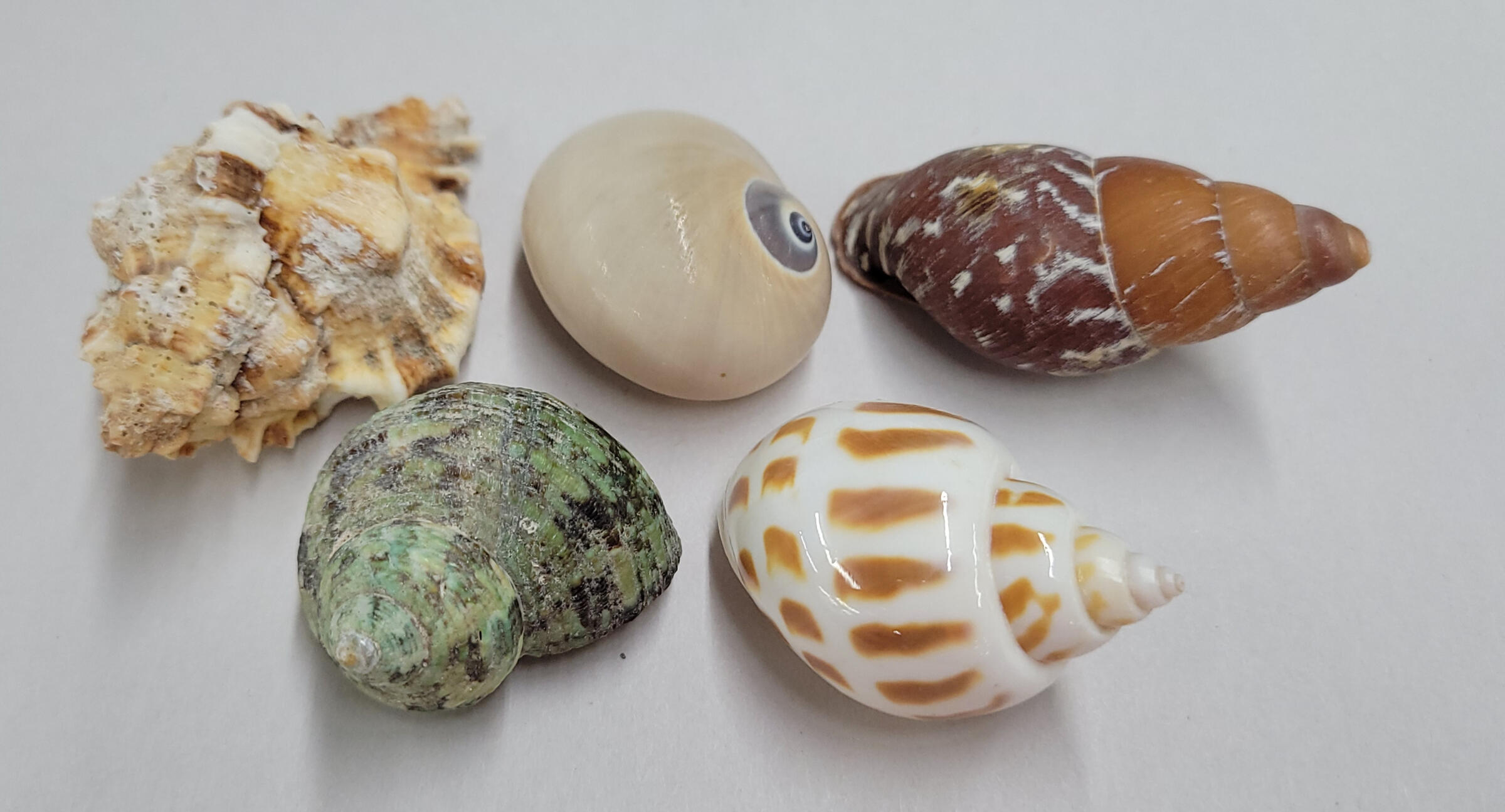 small_crab_shells small_crab_shells